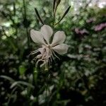 Gaura lindheimeri Flower