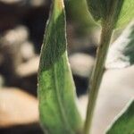 Cirsium douglasii Φύλλο
