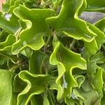 Cissus trifoliata Hoja