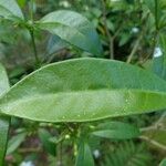 Ervatamia coronaria Leaf