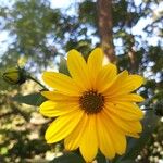 Helianthus × laetiflorusBlüte