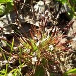 Mibora minima Flower