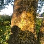 Fraxinus angustifolia Bark