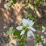 Bauhinia lunarioides Цвят