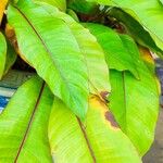 Heliconia stricta Leaf