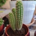 Espostoa guentheri Yaprak