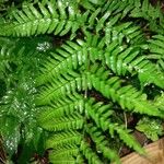 Dryopteris erythrosora 整株植物