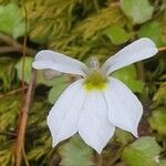 Lobelia angulata Blüte