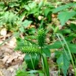 Carex lurida Frucht