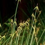 Carex pauciflora Inny