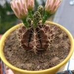 Gymnocalycium anisitsii Кветка