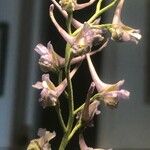 Delphinium gracile Květ