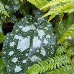 Pulmonaria saccharata Feuille