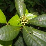 Pimenta guatemalensis Φύλλο