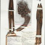 Bactris acanthocarpoides Cortiza
