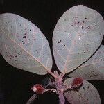 Sloanea rufa Folla