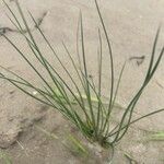 Cyperus laevigatus Hoja