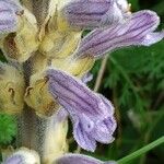 Phelipanche purpurea Flower