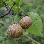 Pyrus pashia Плід