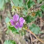 Malva neglectaപുഷ്പം