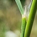 Agrostis gigantea Leaf