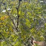 Prosopis glandulosa Лист