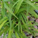 Hemerocallis lilioasphodelus Leaf