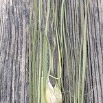 Hordeum vulgare Blad