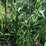 Miscanthus × longiberbis Blad