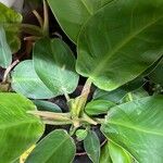 Philodendron (lua clara)Лист