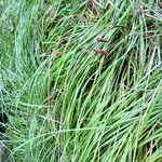 Carex brizoides Habit