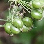 Physospermum cornubiense Fruit