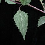 Scutellaria grossa