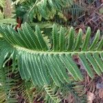 Polystichum munitum Leaf