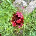 Dianthus giganteus Кветка