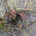 Juncus bulbosus Leaf