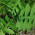 Lactuca biennis Leaf
