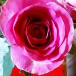 Rosa chinensis Кветка