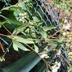 Ageratina riparia Lehti