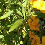 Erysimum × cheiri Frunză