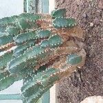 Euphorbia resinifera Habit