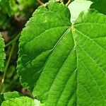 Tilia cordata Leaf