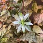 Ixora coccinea Leaf