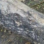 Butea monosperma Coajă