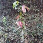 Oxydendrum arboreum Habit