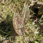 Erythronium albidum Blatt