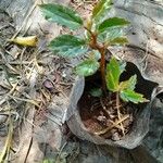 Begonia acutifolia Feuille