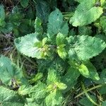 Scrophularia scorodonia Leaf