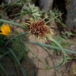 Cyperus capitatus Flower