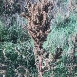 Amaranthus retroflexus 果實